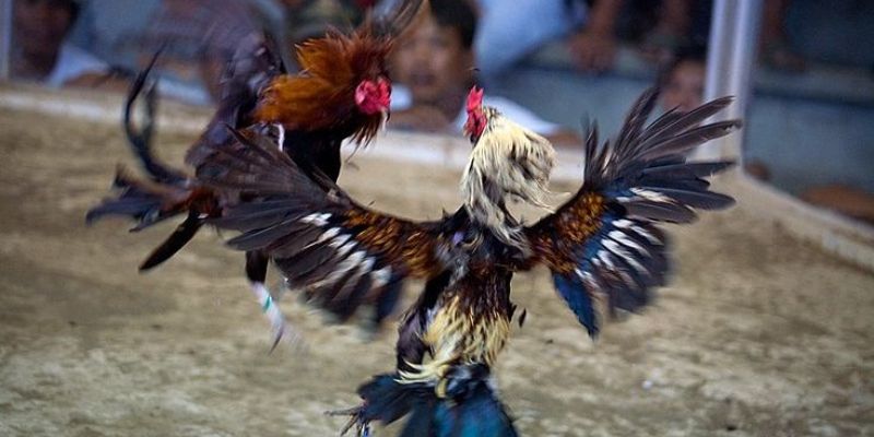 Trang Chủ Đá Gà 69VN